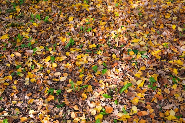 Foto fondo con hojas coloridas de otoño