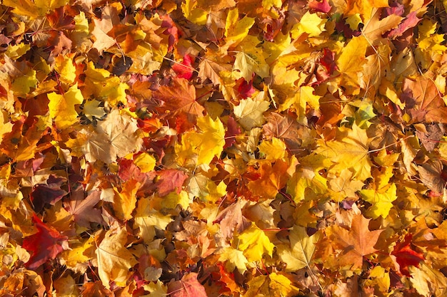 Fondo con hojas coloridas de otoño