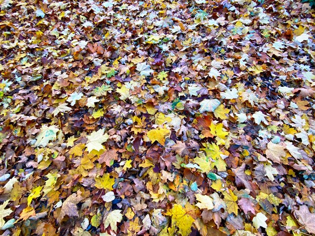 Fondo con hojas coloridas de otoño