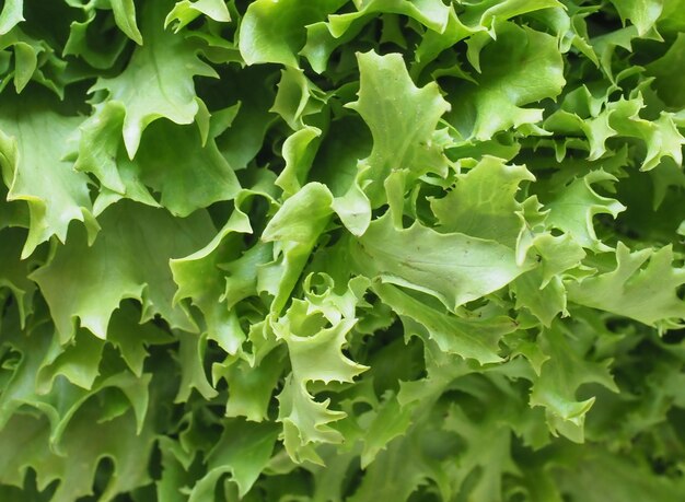 Fondo de hojas de ensalada de frisee de escarola rizada