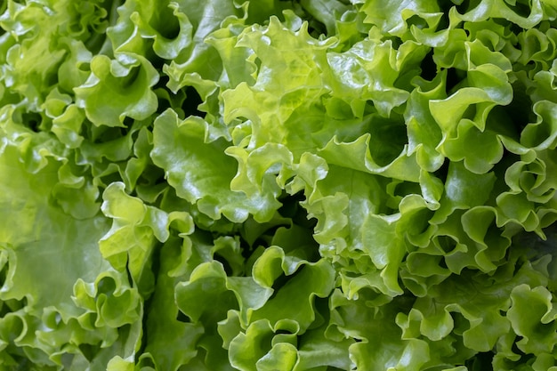 Fondo de hojas de ensalada verde