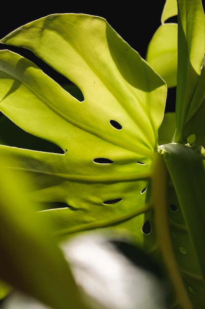 un fondo de hojas de follaje verde