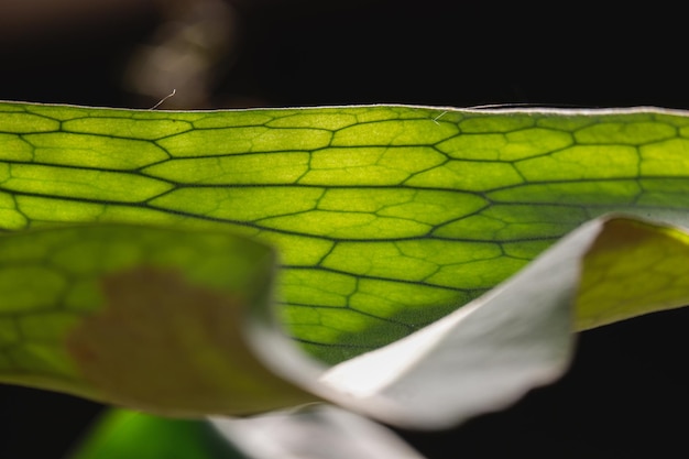 un fondo de hojas de follaje verde