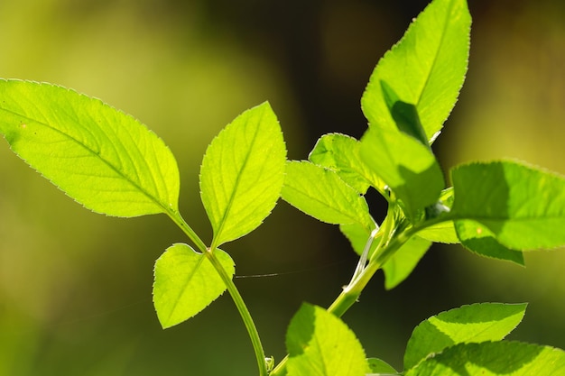 un fondo de hojas de follaje verde