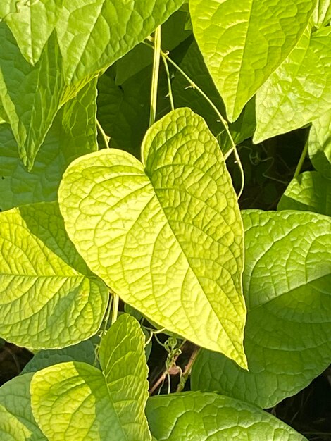 Fondo de hojas de forma de corazón verde hermoso