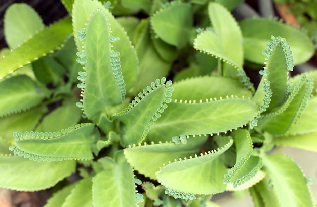 Fondo de hojas grandes de trópico verde