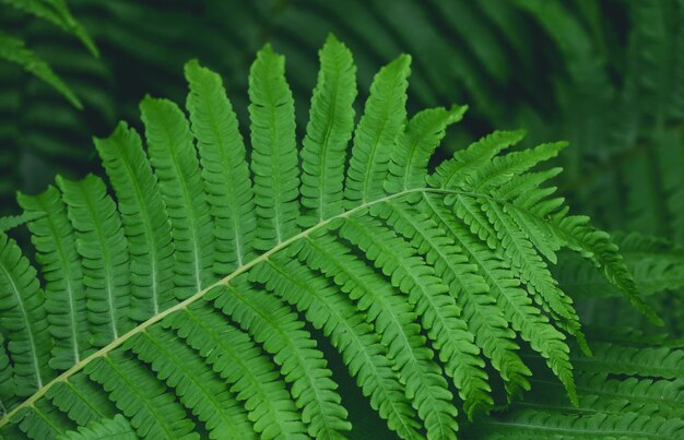 Fondo de hojas de helecho verde de primavera fresca de cerca, un alto ángulo de visualización