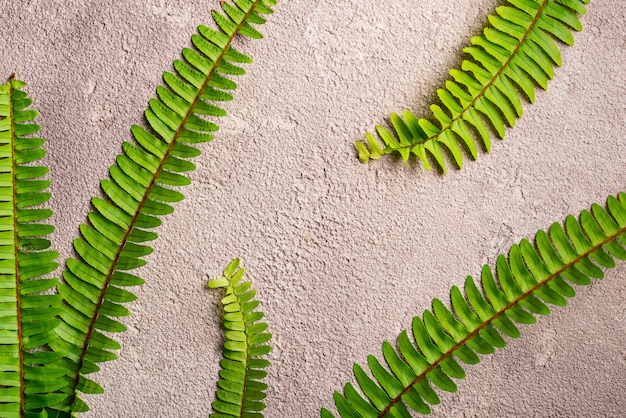 Fondo con hojas de helecho verde.