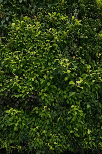 Fondo de hojas de jardín vertical ecológico de pared verde