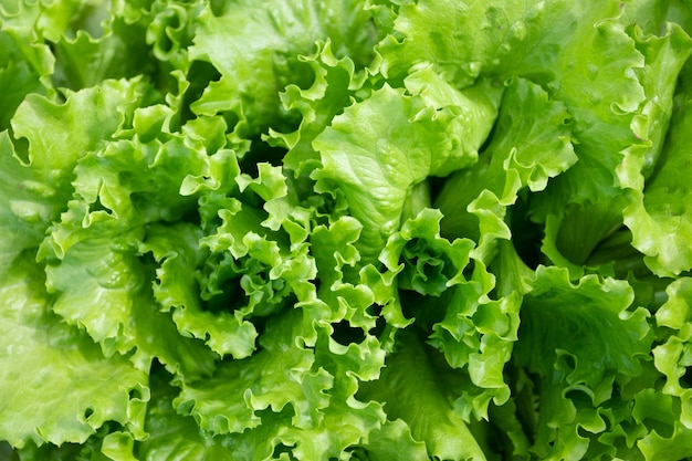 Fondo de hojas de lechuga fresca. Patrón de hojas de mezcla de ensalada