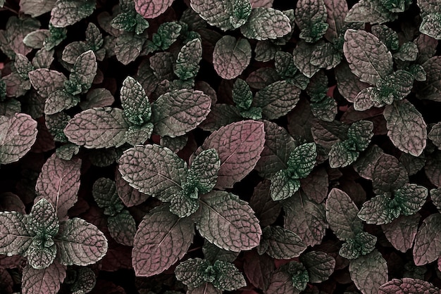 Fondo de hojas de menta coloreadas artificialmente