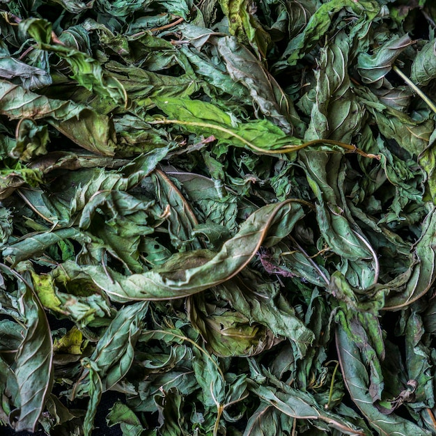 Fondo de hojas de menta verde seco