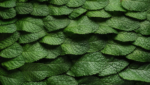 Fondo de hojas de menta