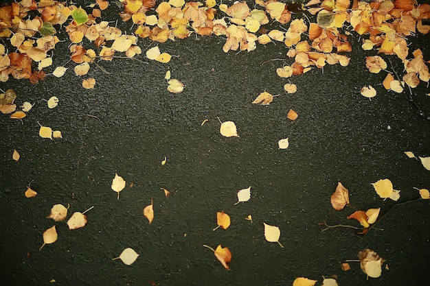 fondo de hojas mojadas caídas / fondo de otoño, hojas amarillas caídas de los árboles, caída de las hojas, parque de otoño