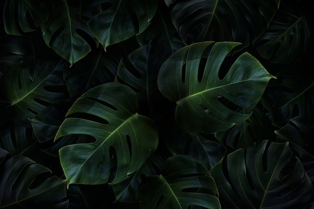 Fondo de hojas de monstera verde tropical