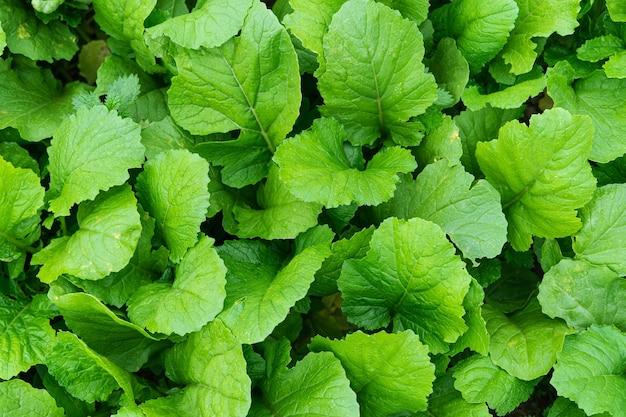 Fondo de hojas de nabo verde.