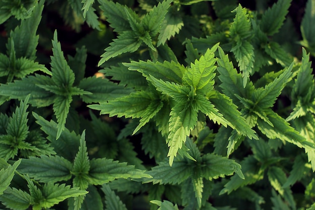 Fondo de hojas de ortiga verde jugosa