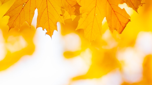 Fondo de hojas de otoño. La caída de las hojas de arce otoñal de fondo natural. Otoño de hojas amarillas como fondo de naturaleza. Temporada de otoño