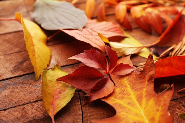 Fondo de hojas de otoño caídas coloridas y brillantes