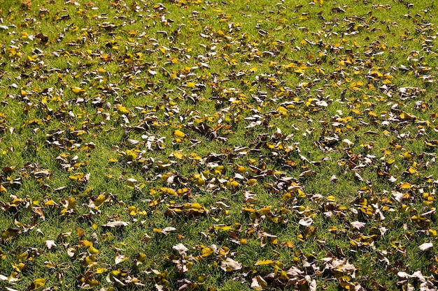 Fondo de hojas de otoño caídas sobre la hierba