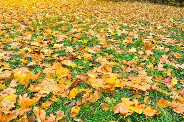 Fondo de las hojas de otoño caídas