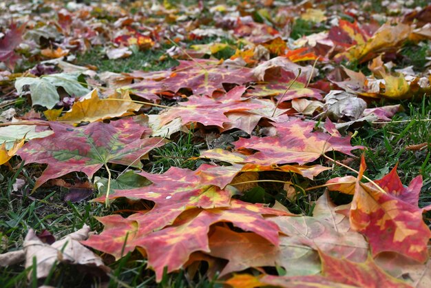 fondo de hojas de otoño caidas