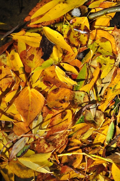 Fondo de las hojas de otoño caídas