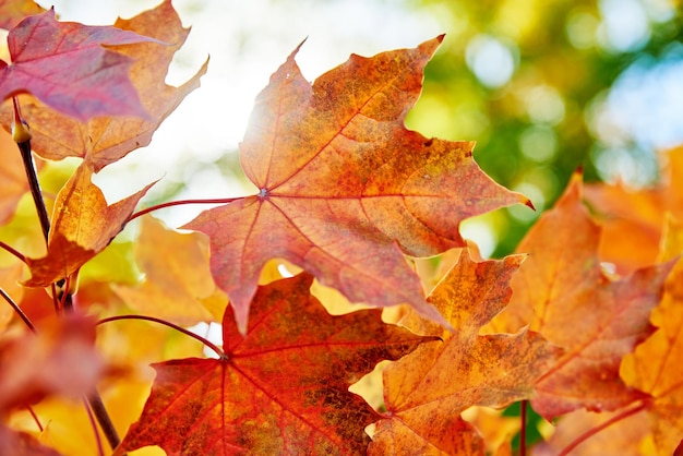 Fondo de hojas de otoño colorido