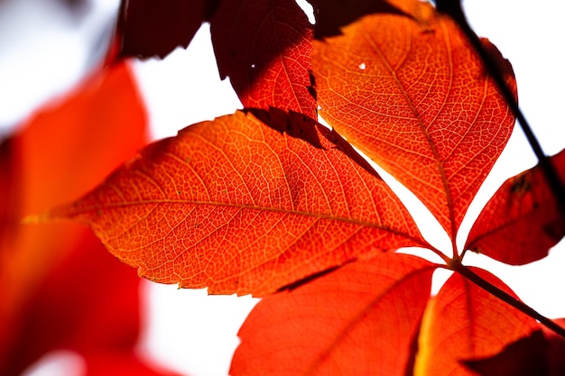 Fondo hojas de otoño a contraluzParthenocissus