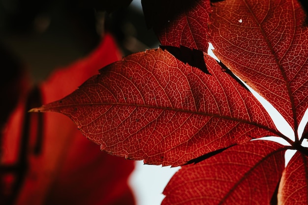 Fondo hojas de otoño a contraluzParthenocissus