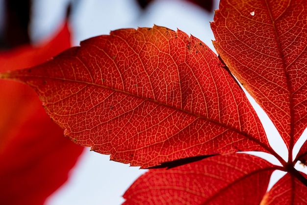 Fondo hojas de otoño a contraluzParthenocissus