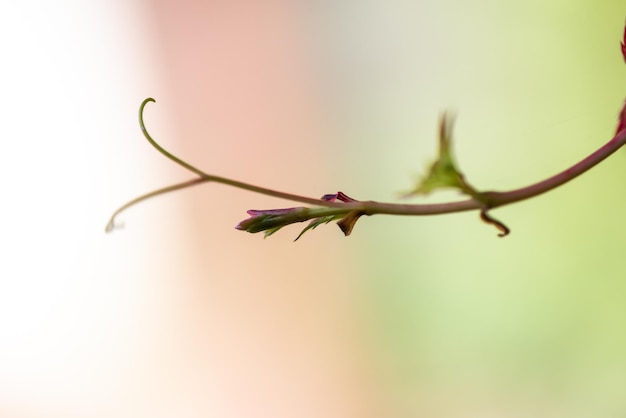 Fondo hojas de otoño a contraluzParthenocissus