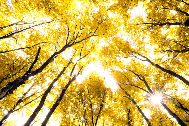 Fondo de hojas de otoño en un día soleado