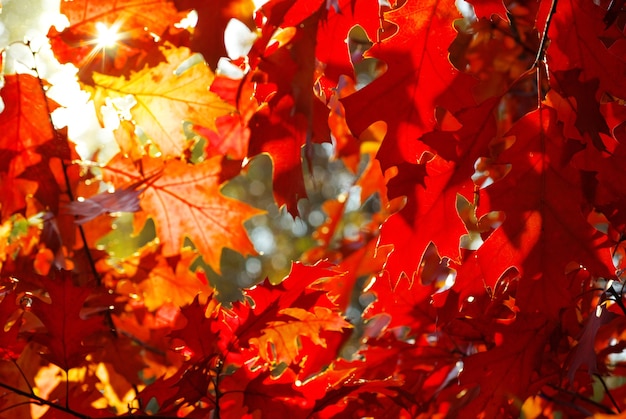 Fondo de hojas de otoño en un día soleado