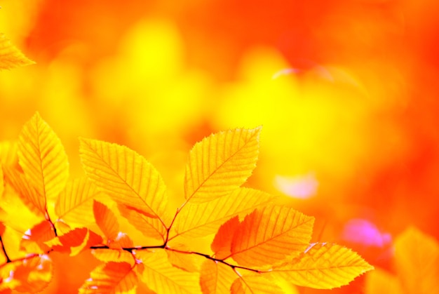 Fondo de hojas de otoño en un día soleado