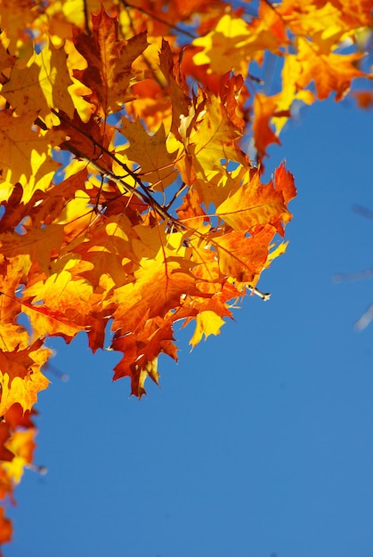 Fondo de hojas de otoño en un día soleado