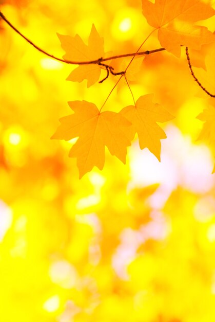 Fondo de hojas de otoño en un día soleado