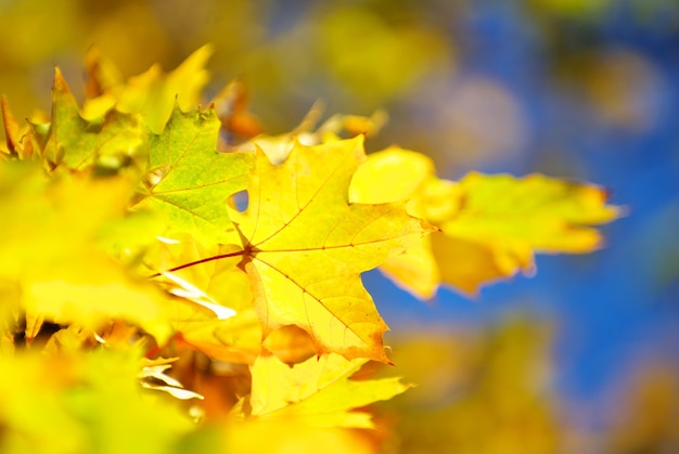 Fondo de hojas de otoño en un día soleado