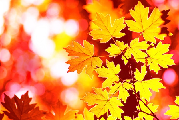 Fondo de hojas de otoño en un día soleado