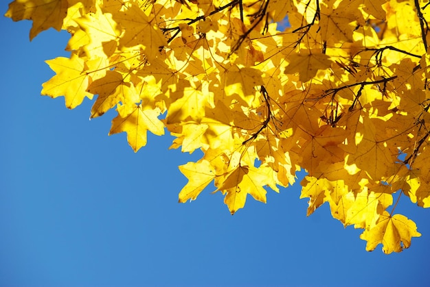 Fondo de hojas de otoño en un día soleado