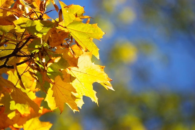 Fondo de hojas de otoño en un día soleado