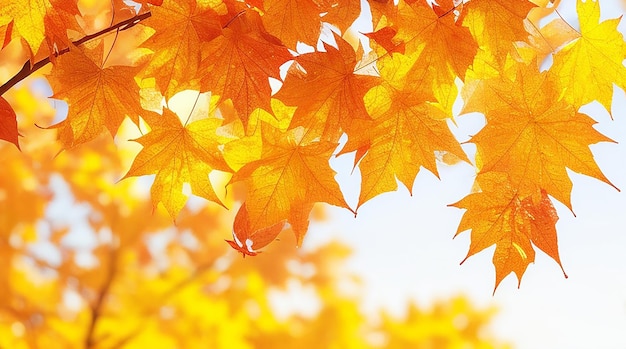 Fondo de hojas de otoño en un día soleado