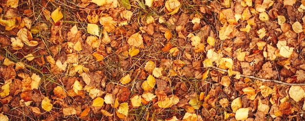 Fondo de hojas de otoño dorado cayendo en el bosque