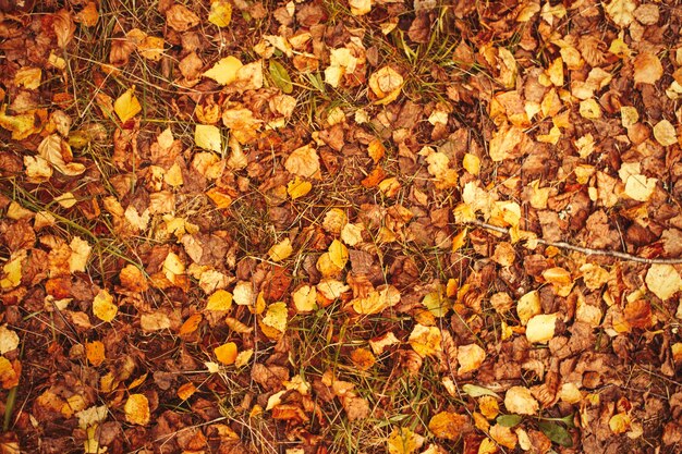Fondo de hojas de otoño dorado cayendo en el bosque