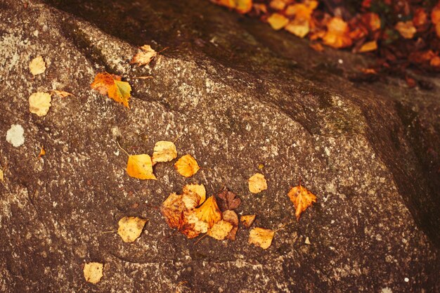 Fondo de hojas de otoño dorado cayendo sobre la piedra