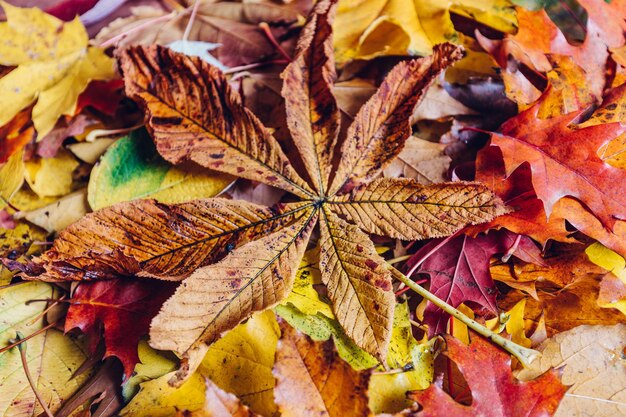 Foto fondo de hojas de otoño fondo de naturaleza colorida