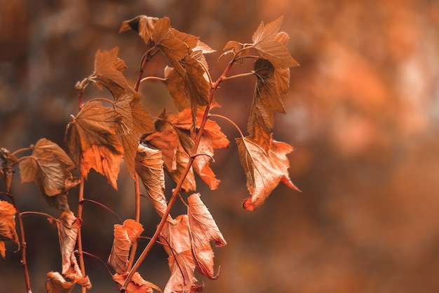 Fondo con hojas de otoño. Hojas de grosella seca de otoño en borrosa