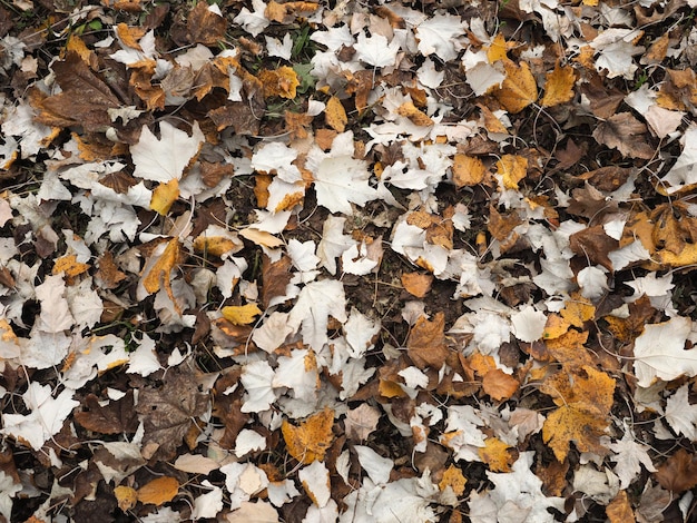 Fondo de hojas de otoño marrón