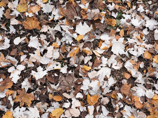 Fondo de hojas de otoño marrón