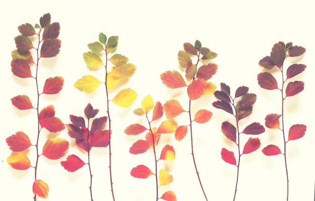 Fondo de hojas de otoño multicolores sobre blanco